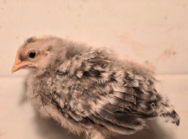 Legbar Cockerel