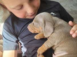 Adorable miniature smooth haired dachshund