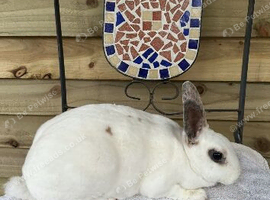 Mini Rex tri doe