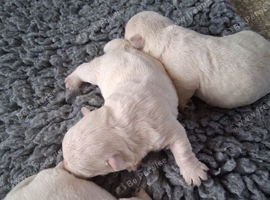 KC PUPPIES