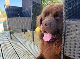 Male Newfoundland