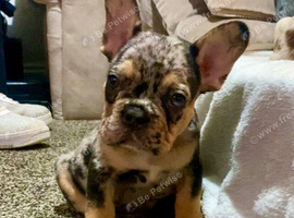Last boy left tri and tan Merle