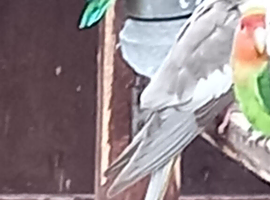 unwanted birds wanted large aviery waiting