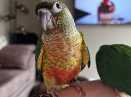 Adorable fully hand reared baby conures