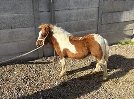 Teddy lovely Yearling Shetland colt