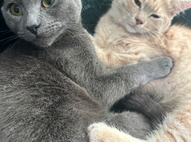 Beautiful 1 year old girl Russian blue