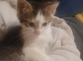 Female Calico kitten. (STEVENAGE)