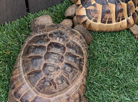 Male spur thigh tortoises