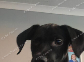 Vizsla x lurcher puppy