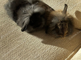 2 lionlop Bunnies