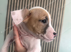 Draft puppy