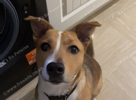 Staffy x GSD
