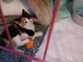 2 female kittens sisters