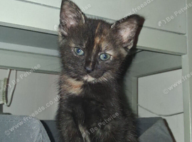 Maincoon X last little girl