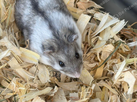 Russian dwarf hamsters