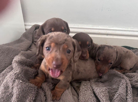 dachshund puppies