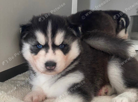 Siberian husky puppies