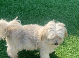 Beautiful maltese