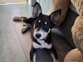 Female puppy