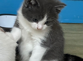 Boy and girl kittens
