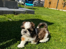 Shih tzu boy
