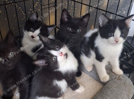 Birtish shorthair cross kittens