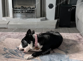 18 month old female