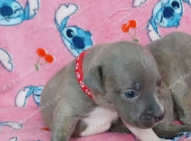 Staff puppies