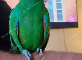 Male eclectus parrot