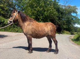 Dun Shetland gelding
