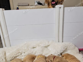 8 Beautiful Golden Retriever Puppies Looking for Their Forever Families