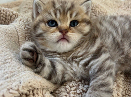 Stunning Golden Tabby British Shorthair boy