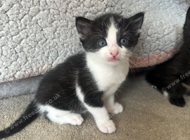 Kittens