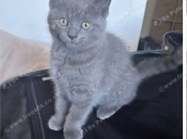 British short hair x ragdoll kittens