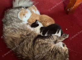 1 Ginger and white male kitten left