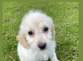 F1 Cocapoo puppies ready to leave 25th of June