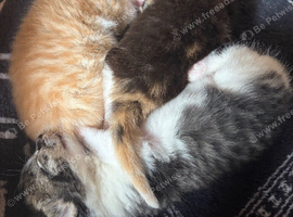 Norwegian x long haired kittens