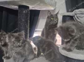 Pure maincoon kitten