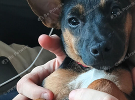 JACK CHI 6 month Black and Tan