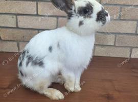 Female bunny
