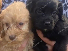 5 Cockapoo Beautiful Pluppies