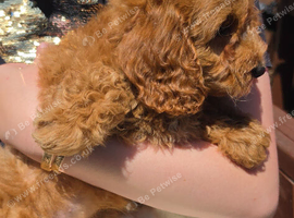 F2 gorgeous fox red girls for sale