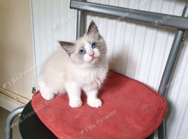 Ragdoll kitten (bicolour)