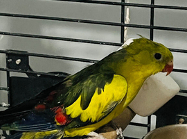 Baby rock pebbler parrot for sale