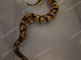 Gorgeous ball python
