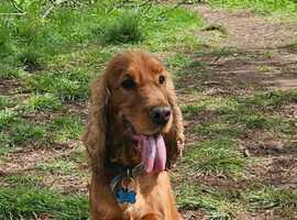 show cocker spaniel stud