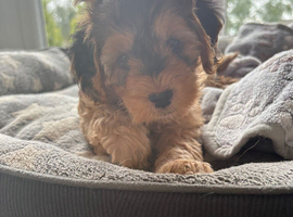 Beautiful cockapoo puppy 1 left