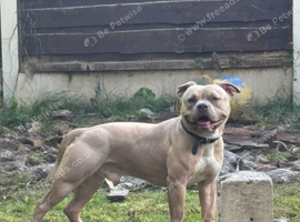 1 yr bully
