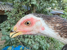Aseel Asil pullet