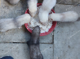 2 x white sandy jills left